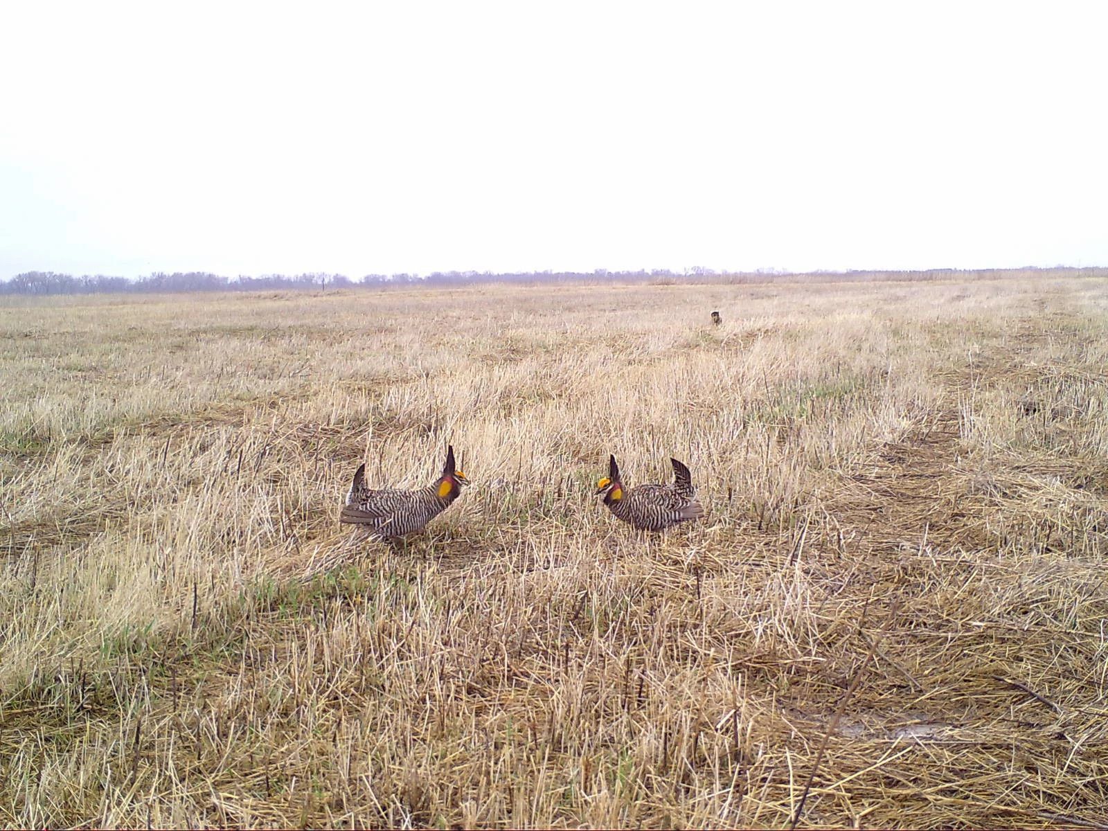 Portage_prairie_chicken_OWEN20180503.jpg